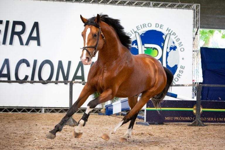 Mais de 100 cavalos estão confirmados para a exposição do Festival BH 2019.