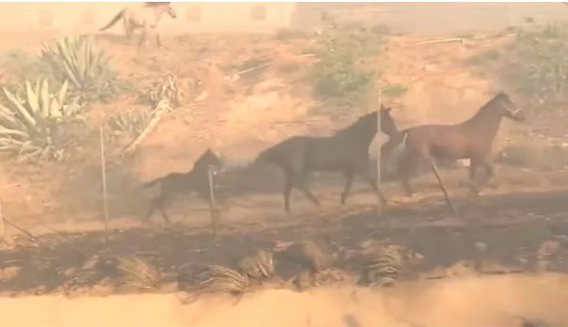Cavalo arrisca a vida para salvar companheiros em incêndio.