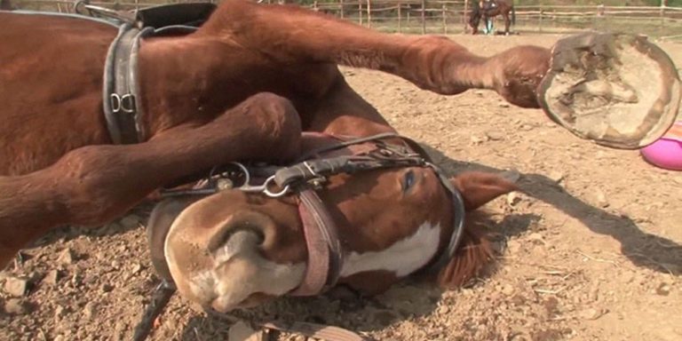 Vídeo de cavalo se fingindo de morto viraliza na internet.