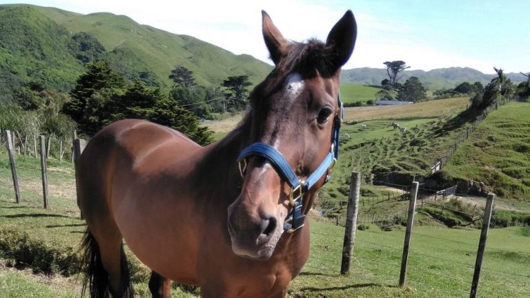 Após 4 anos na espera, cavalo é adotado em Henderson.