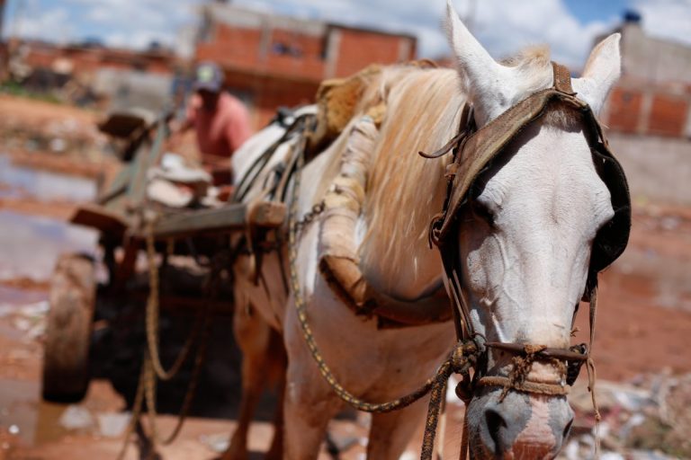 Em Brasília, carroceiros têm 8 meses para deixar de usar cavalos.