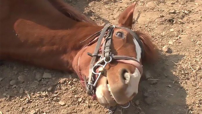 Cavalo preguiçoso finge estar morto toda vez que alguém tenta montá-lo.