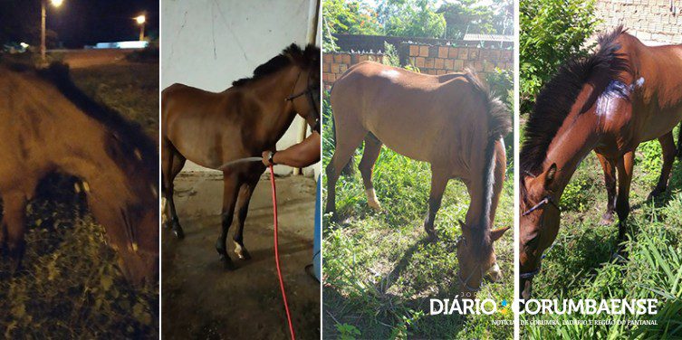 Cavalo furtado de centro de equoterapia é localizado.