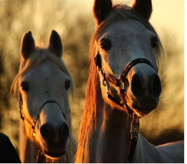 Doenças respiratórias em cavalos, você conhece as principais?