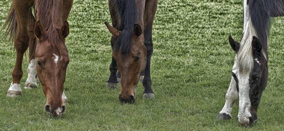 Saúde animal – primeiros socorros com cavalos.