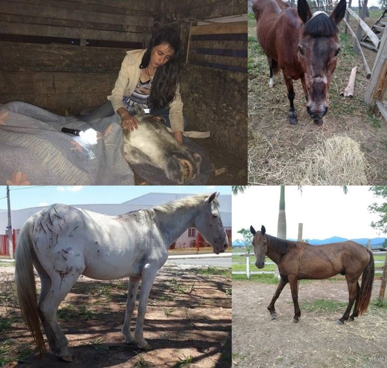 Santuário pede ajuda para cuidar de cavalos resgatados em SP.