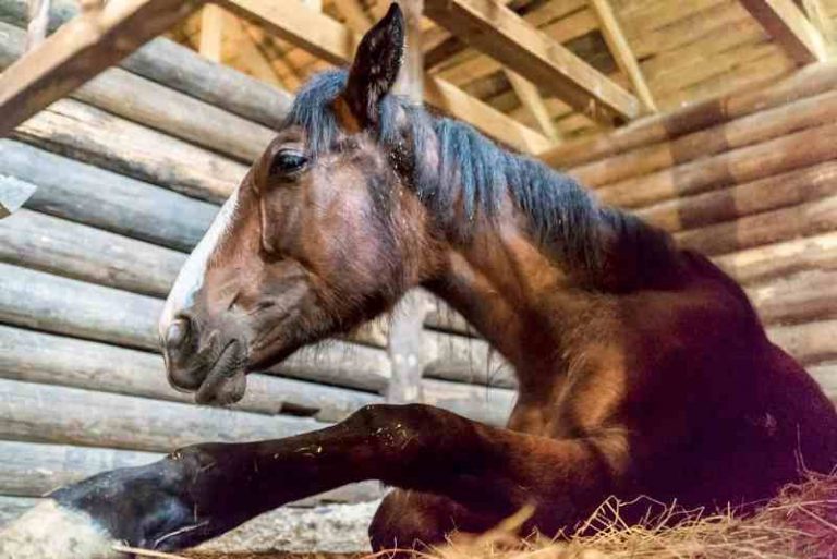 Como proteger seu cavalo do coronavírus.