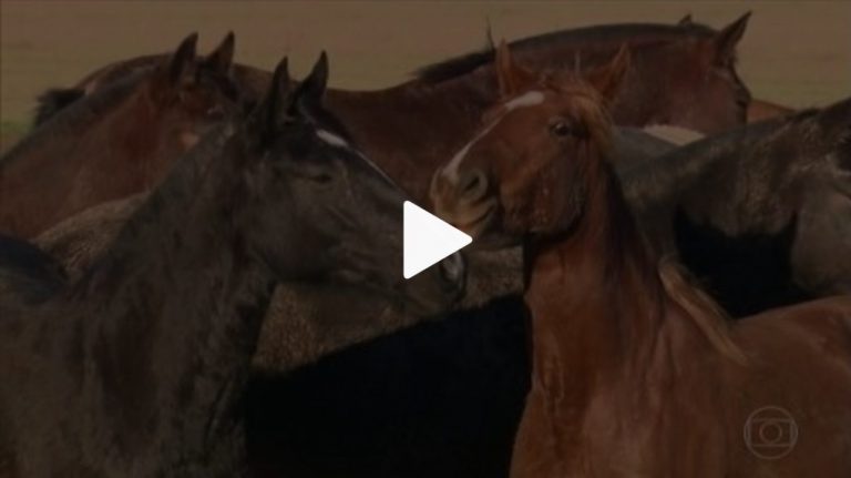 Globo Rural faz matéria sobre o uso de células-tronco no tratamento de lesões em cavalos.