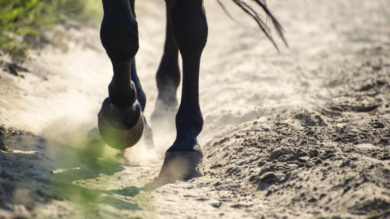 Petição quer alterar legislação para proteger cavalos em Portugal.