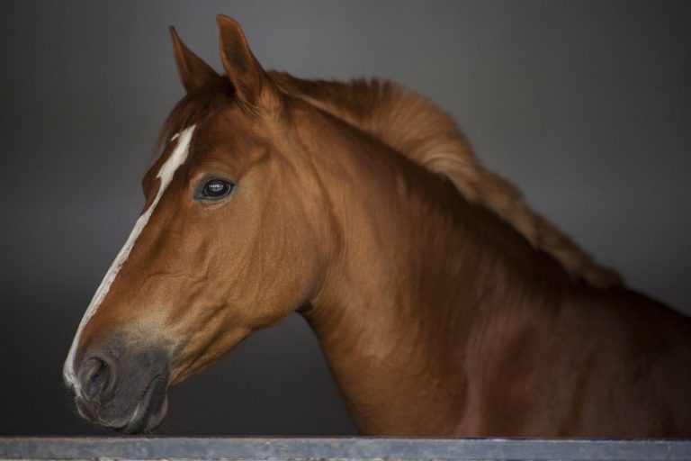 Altamente contagiosa, Influenza Equina causa perda de performance e prejudica bem-estar animal.