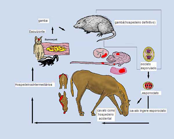 Saúde Animal – EPM: A doença do gambá