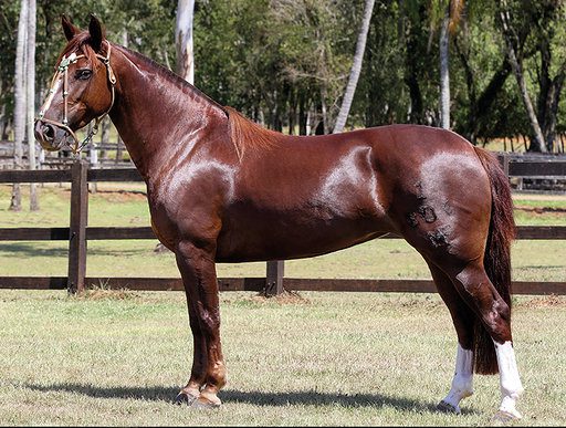 Cabanha Maufer disponibiliza ao mercado sua genética campeã.