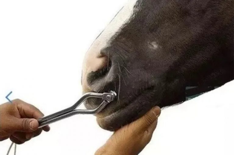 Estudo visa apontar os efeitos dos cachimbos de contenção nos cavalos.