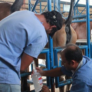 Como funciona transferência de embriões em equinos?