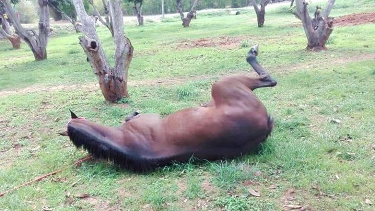 Cavalos na Tailândia morrem de doença não descoberta.