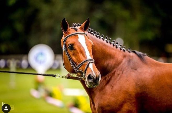 Centro de Reprodução e Haras Tok lado a lado com a ABCCH no patrocínio das regionais.