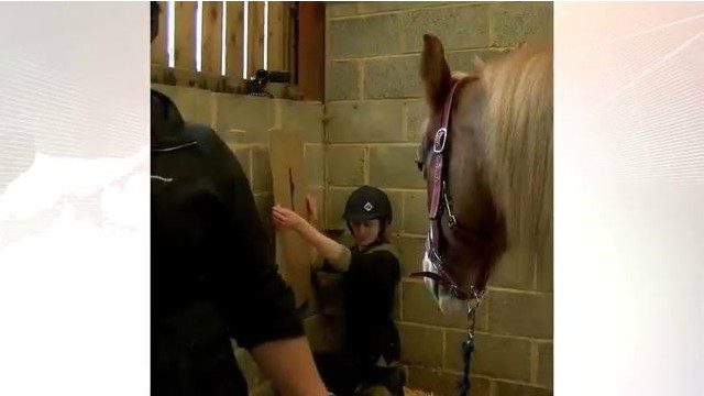 Estudo comprova que cavalos reagem a emoções humanas.