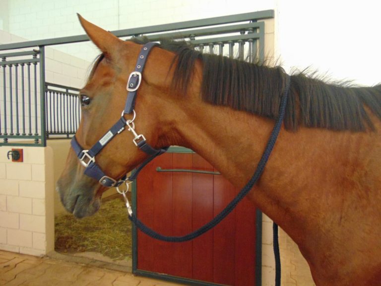 SAÚDE ANIMAL – Conheça as doenças cutâneas mais comuns dos cavalos.