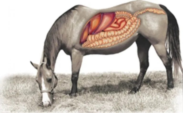 SAÚDE ANIMAL – Fisiologia gástrica do equino e a propensão por úlceras.
