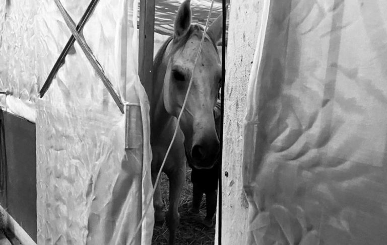 Tailândia registra surto de vírus que causa a morte de cavalos.