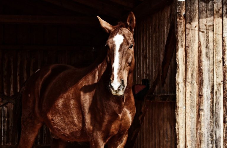 Saúde Animal – Você já ouviu falar em habronemose?