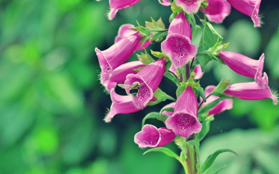 Plantas mais venenosas para os cavalos - CompreRural