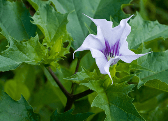 Mata-cavalo, Solanum sisymbrifolium - planta tóxica da famí…