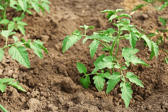 Plantas venenosas para cavalos - Veja quais são - Arquitetura Equestre