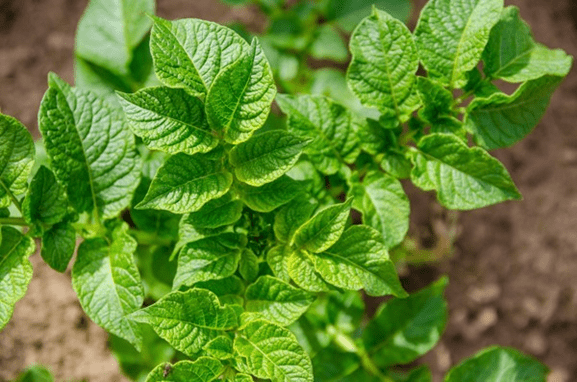 Mata-cavalo, Solanum sisymbrifolium - planta tóxica da famí…