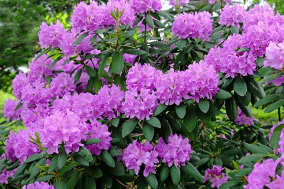 Plantas mais venenosas para os cavalos - CompreRural