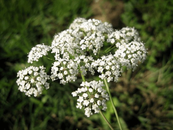 Plantas mais venenosas para os cavalos - CompreRural