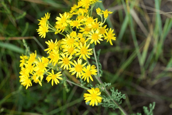 Mata-cavalo, Solanum sisymbrifolium - planta tóxica da famí…