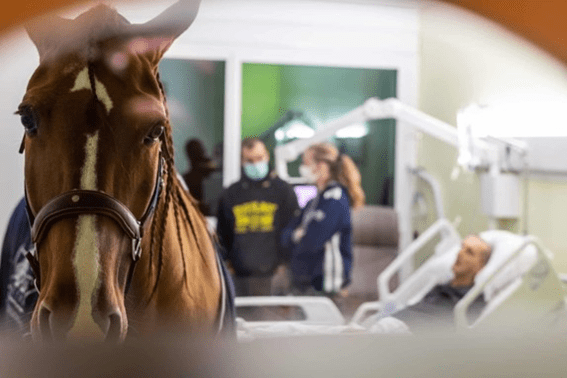 Em fotos: Dr. Peyo, o cavalo que atende pacientes com câncer em Calais