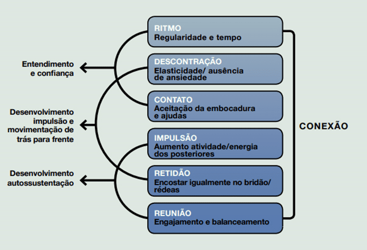 A escala de treinamento do cavalo: ritmo, descontração, contato, impulsão, retidão e reunião
