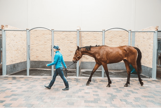 Anestesia geral em um cavalo: como tudo funciona?