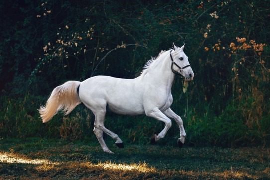 Como podemos cuidar melhor de nossos cavalos mais velhos