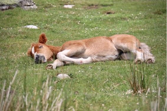 Sono: Quantas horas de sono um cavalo precisa para ter um desempenho ideal?