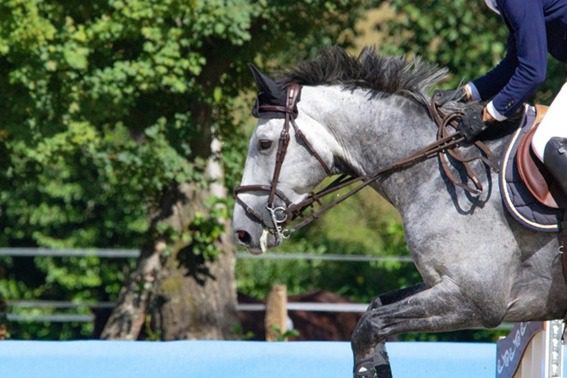 Edouard Schmitz corre para a vitória em CSI5 * St Gallen