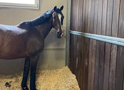 Depois de quarentena, cavalos de salto do Brasil são enviados a Tóquio