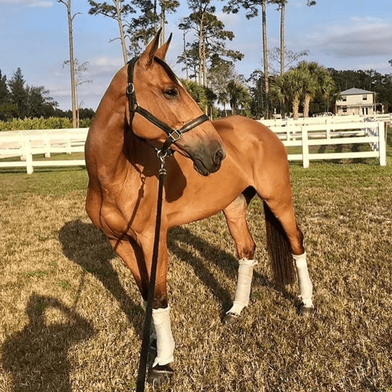 Dois prêmios para a Bh Salamandra Baloubina em Tryon