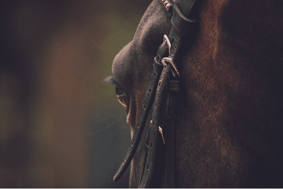 Seis desculpas que todo amante de cavalos usa …
