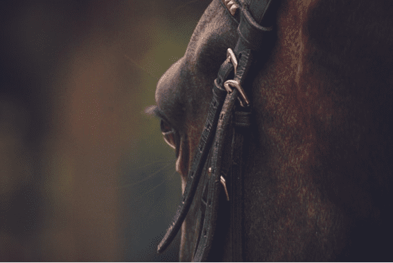 Conselho de treinamento: desta forma você (e seu cavalo) não ficaram entediados