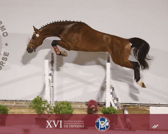 Carisma Hcon e Like Da Vista são os campeões do Campeonato Nacional de Salto em Liberdade