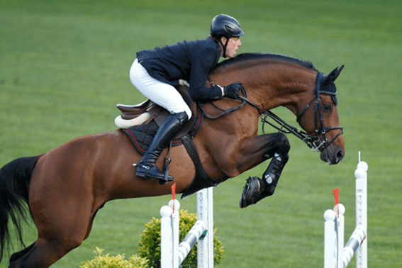 Classificação WBFSH: Chacco Blue continua em primeiro lugar, Toulon é o melhor garanhão belga entre os dez primeiros