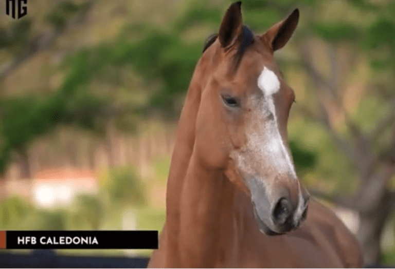 HFB Caledonia é a campeã da Copa Ouro nos Jogos Equestres Paulista 2021