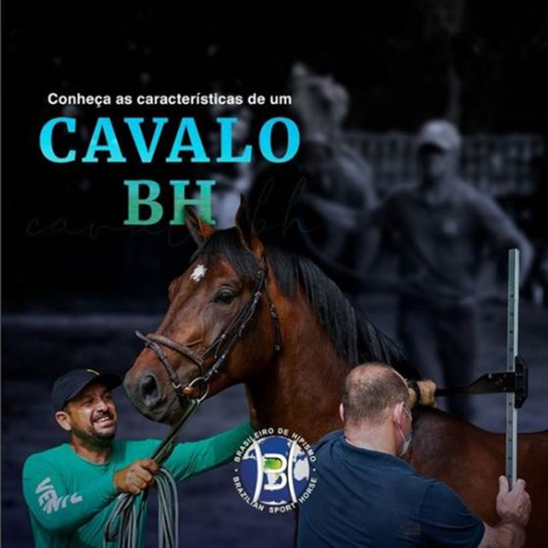 Características essenciais do cavalo BH. Acompanhe!