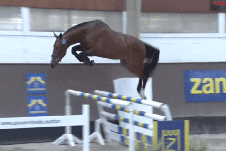 Star Stable Kattenheye vê jovens talentos se mudarem para a Holanda