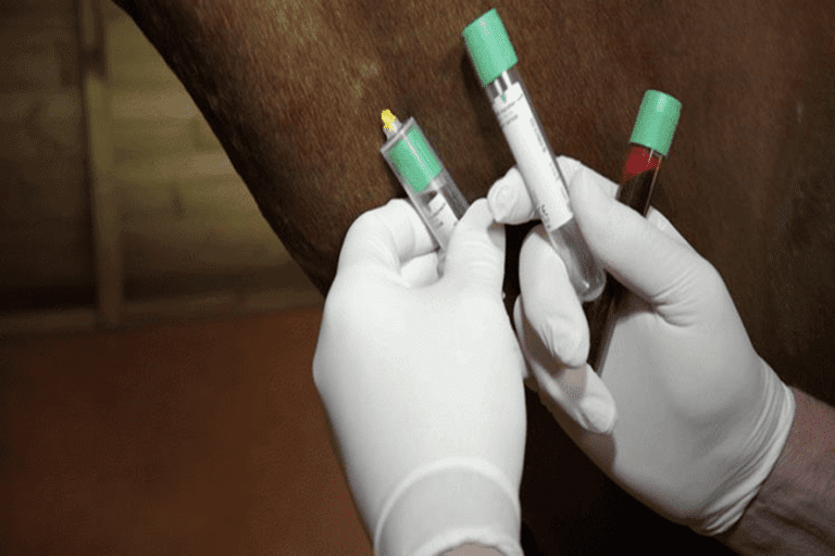 Caso antidoping: FEI suspende Hassan Bin Ali por 2 anos