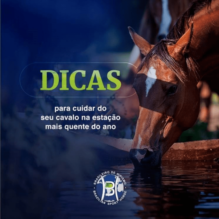Cuidados essenciais com o seu cavalo principalmente no período do verão