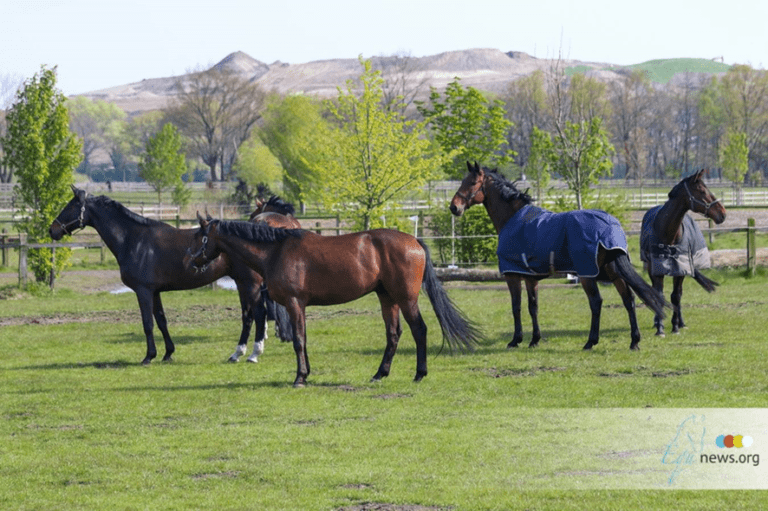 Família passa o ano novo em um pasto isolado para cuidar de seus cavalos
